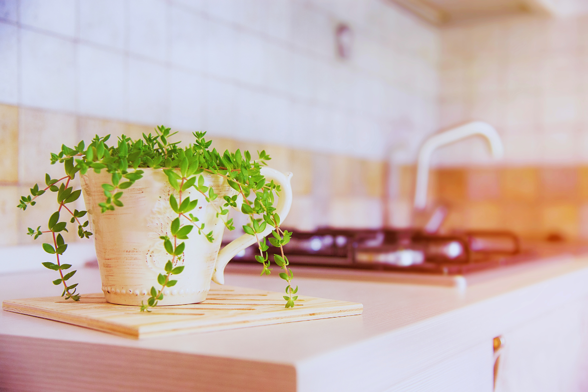 Cultivar Ervas Frescas